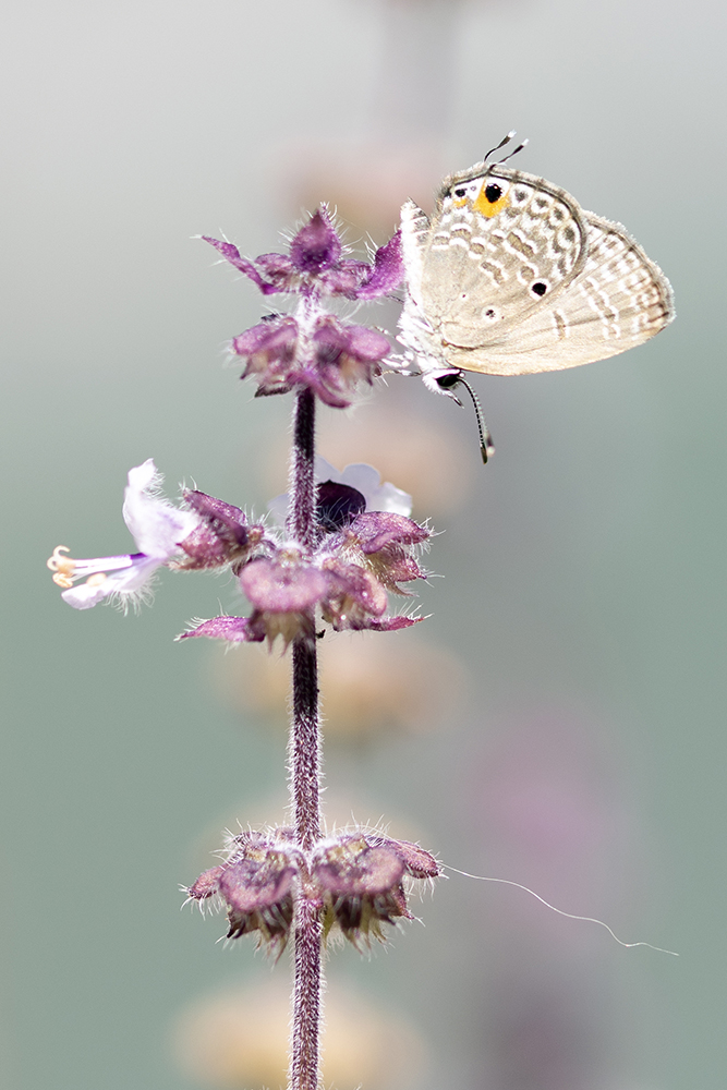 Photographie par Aurélie Rivière, photographe professionnelle à l'Ile de la Réunion