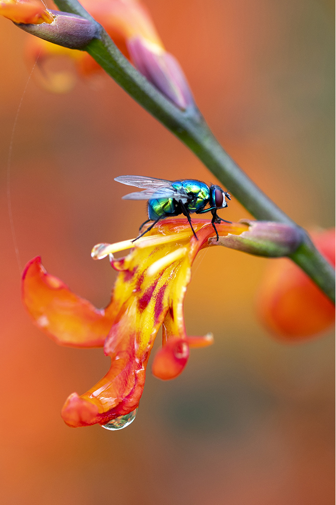 Photographie par Aurélie Rivière, photographe professionnelle à l'Ile de la Réunion