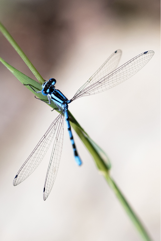 Photographie par Aurélie Rivière, photographe professionnelle à l'Ile de la Réunion