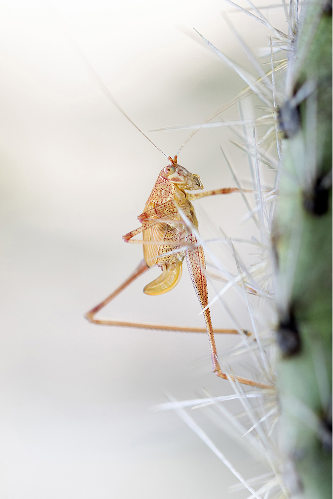 Photographie par Aurélie Rivière, photographe professionnelle à l'Ile de la Réunion