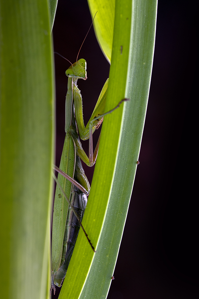 Photographie par Aurélie Rivière, photographe professionnelle à l'Ile de la Réunion