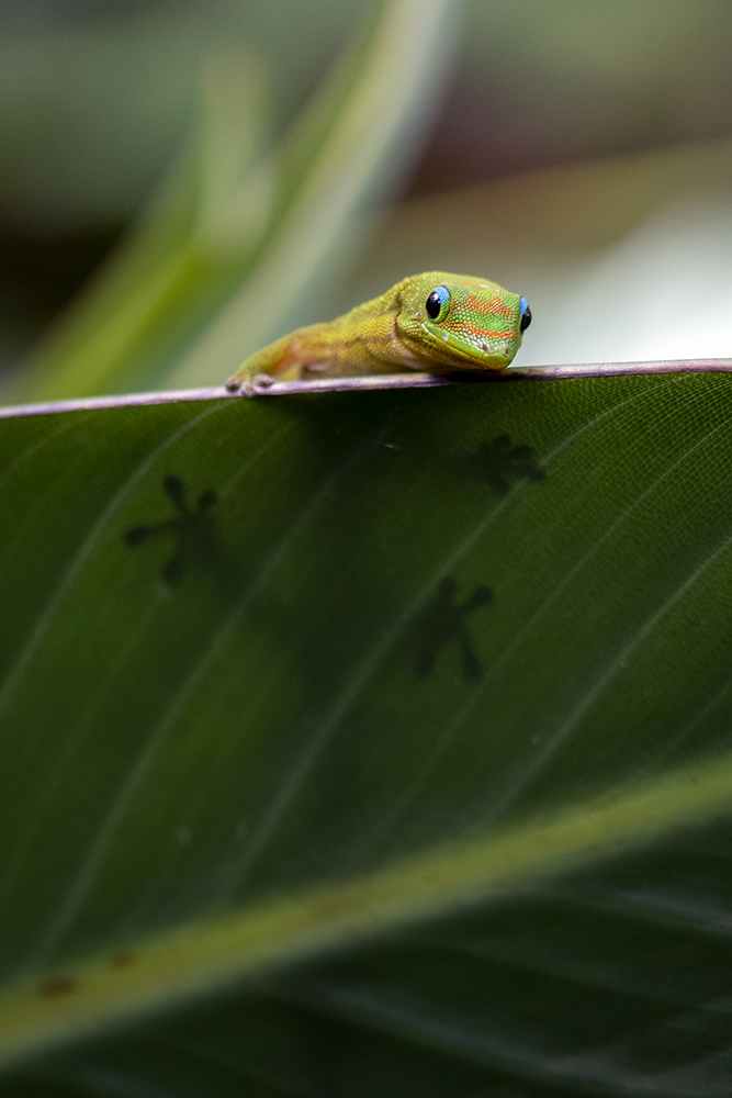 Aurélie Rivière, photographe professionnelle à l'Ile de la Réunion