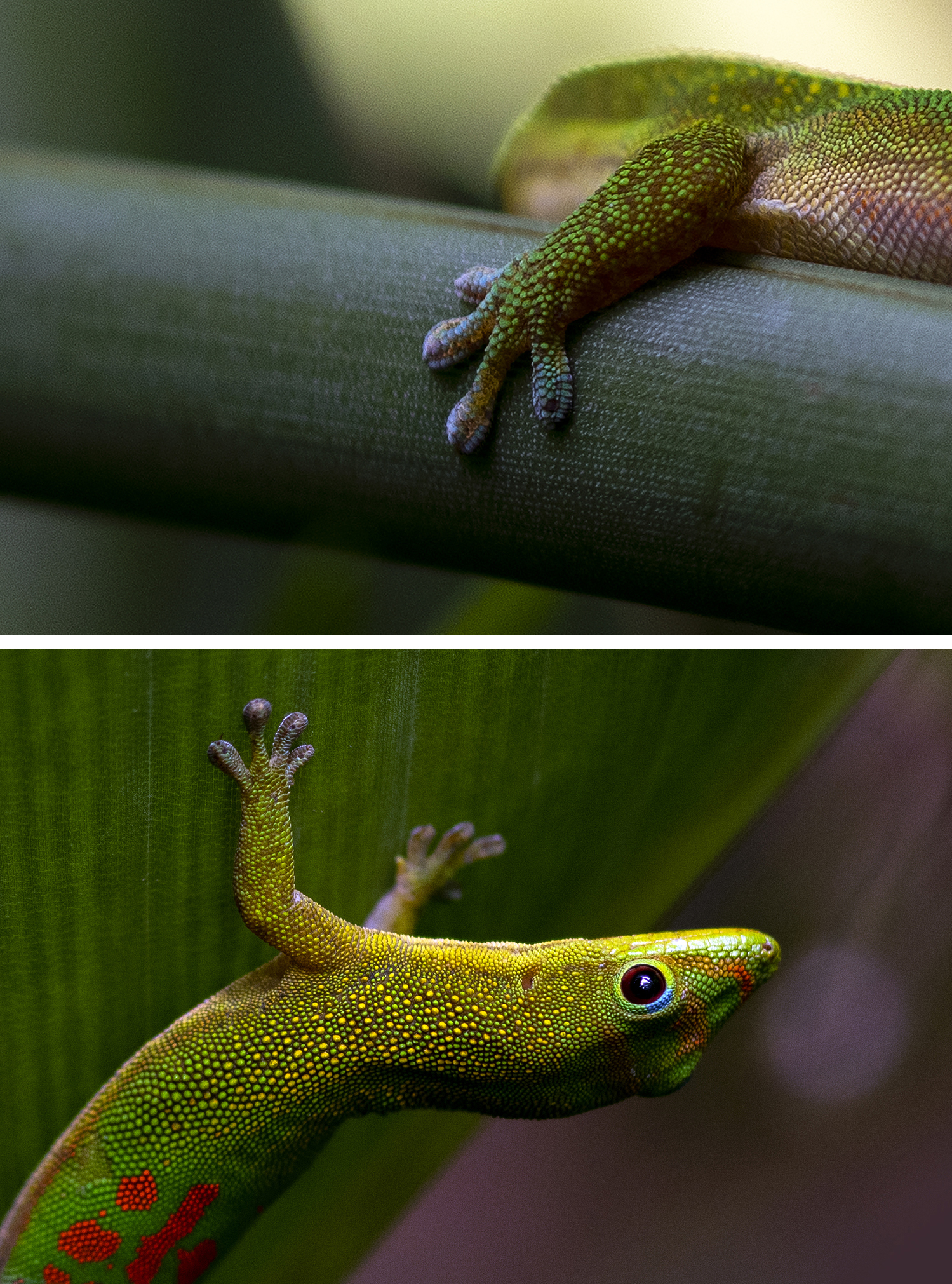 Photographie par Aurélie Rivière, photographe professionnelle à l'Ile de la Réunion