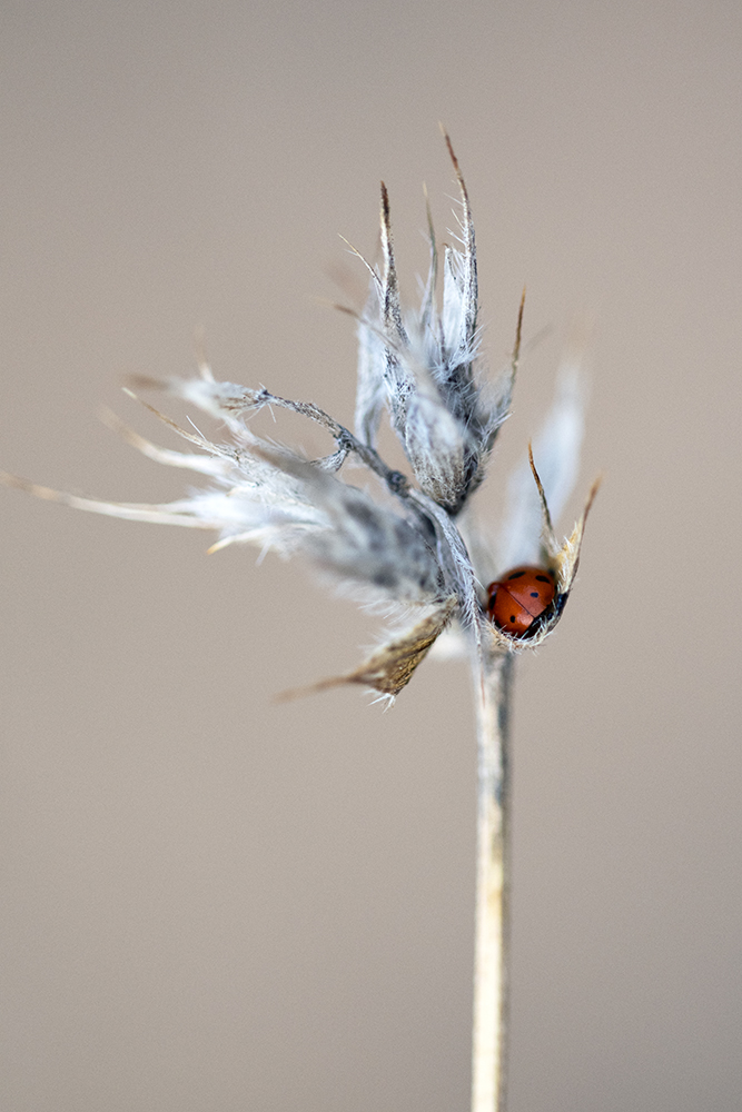 Aurélie Rivière, photographe professionnelle à l'Ile de la Réunion