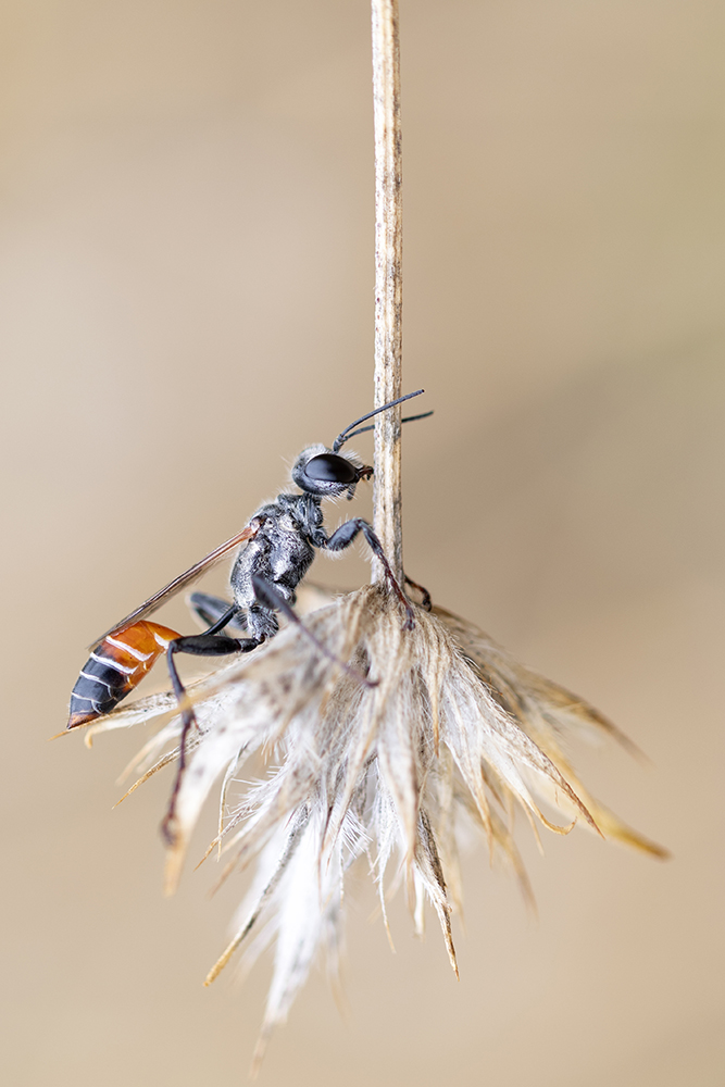 Photographie par Aurélie Rivière, photographe professionnelle à l'Ile de la Réunion