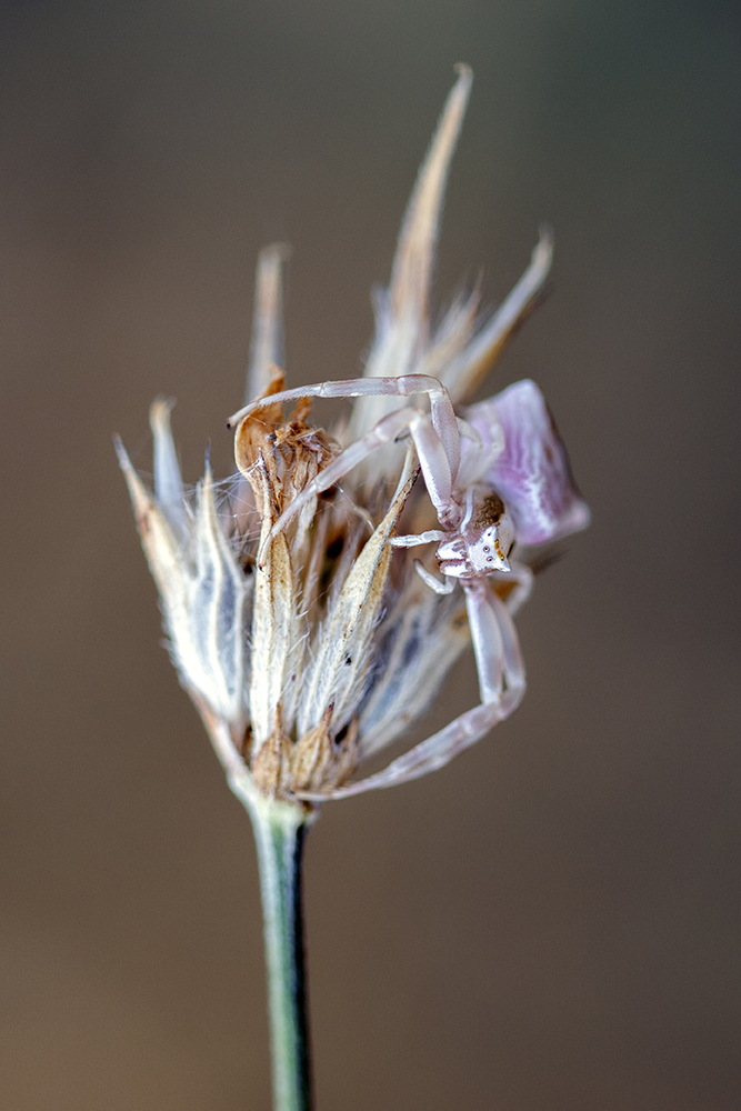 Photographie par Aurélie Rivière, photographe professionnelle à l'Ile de la Réunion