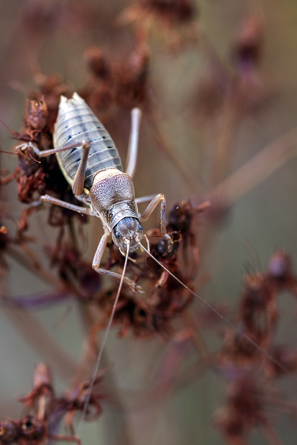 Photographie par Aurélie Rivière, photographe professionnelle à l'Ile de la Réunion