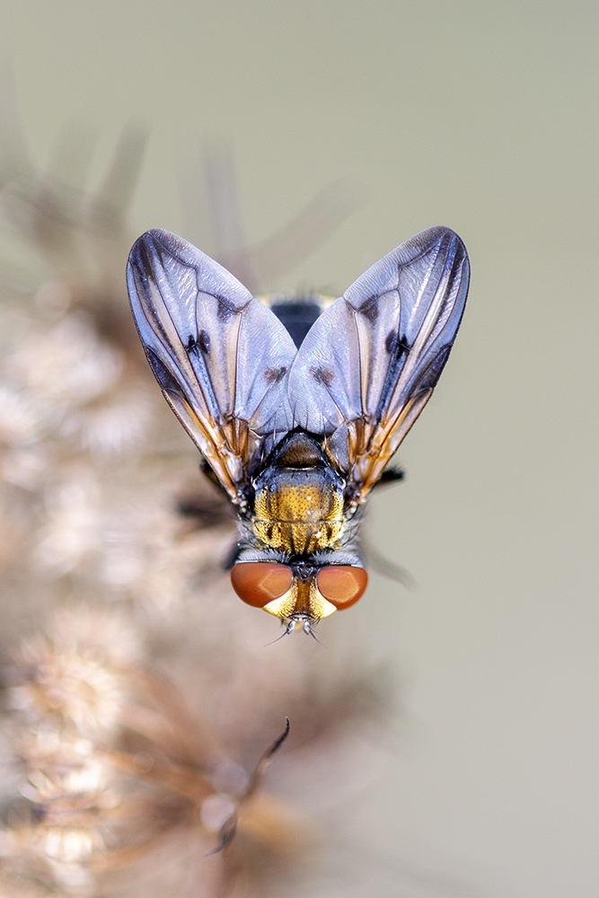 Photographie par Aurélie Rivière, photographe professionnelle à l'Ile de la Réunion