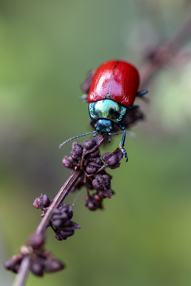 Photographie par Aurélie Rivière, photographe professionnelle à l'Ile de la Réunion