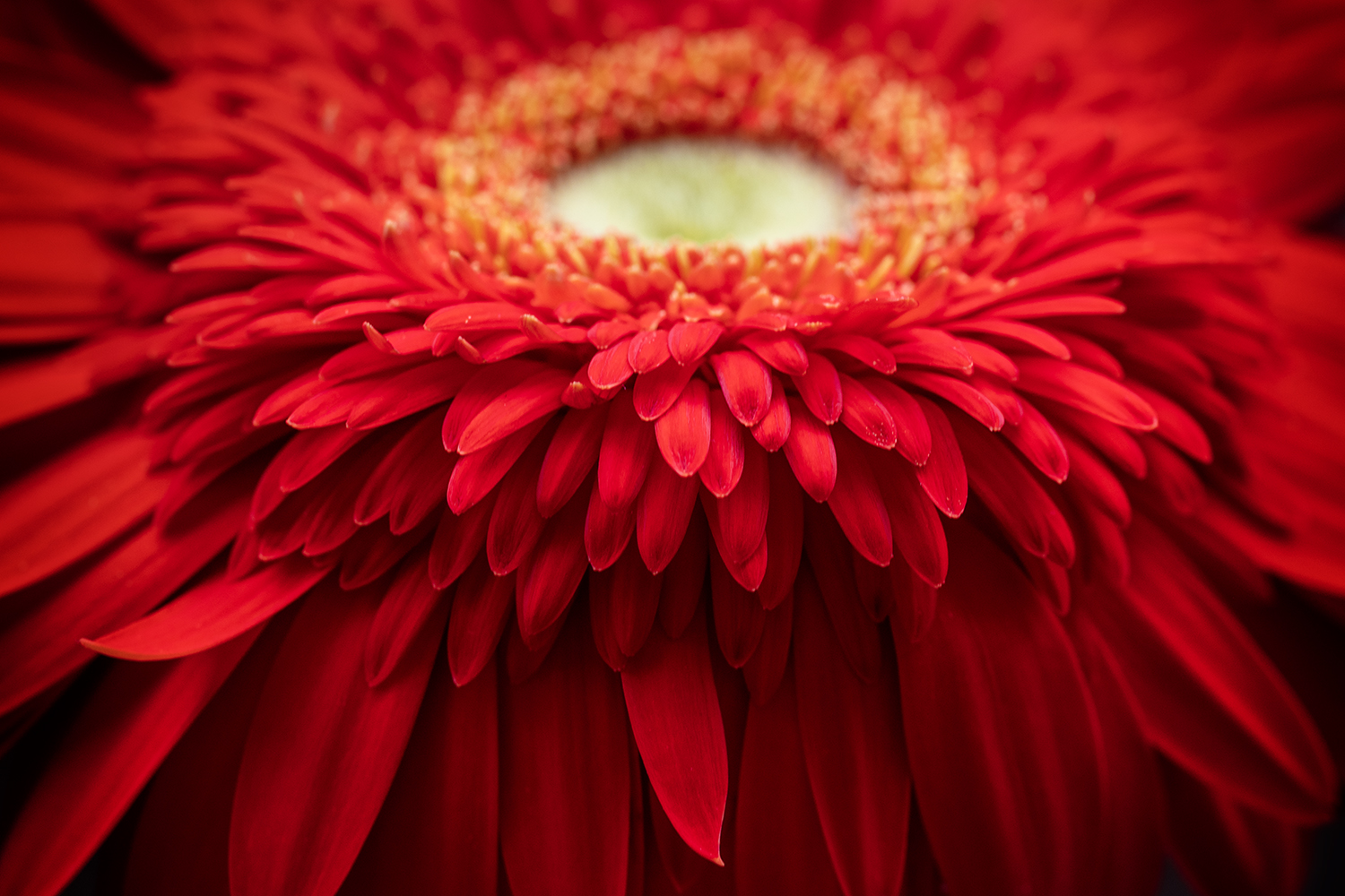 Aurélie Rivière, photographe professionnelle à l'Ile de la Réunion