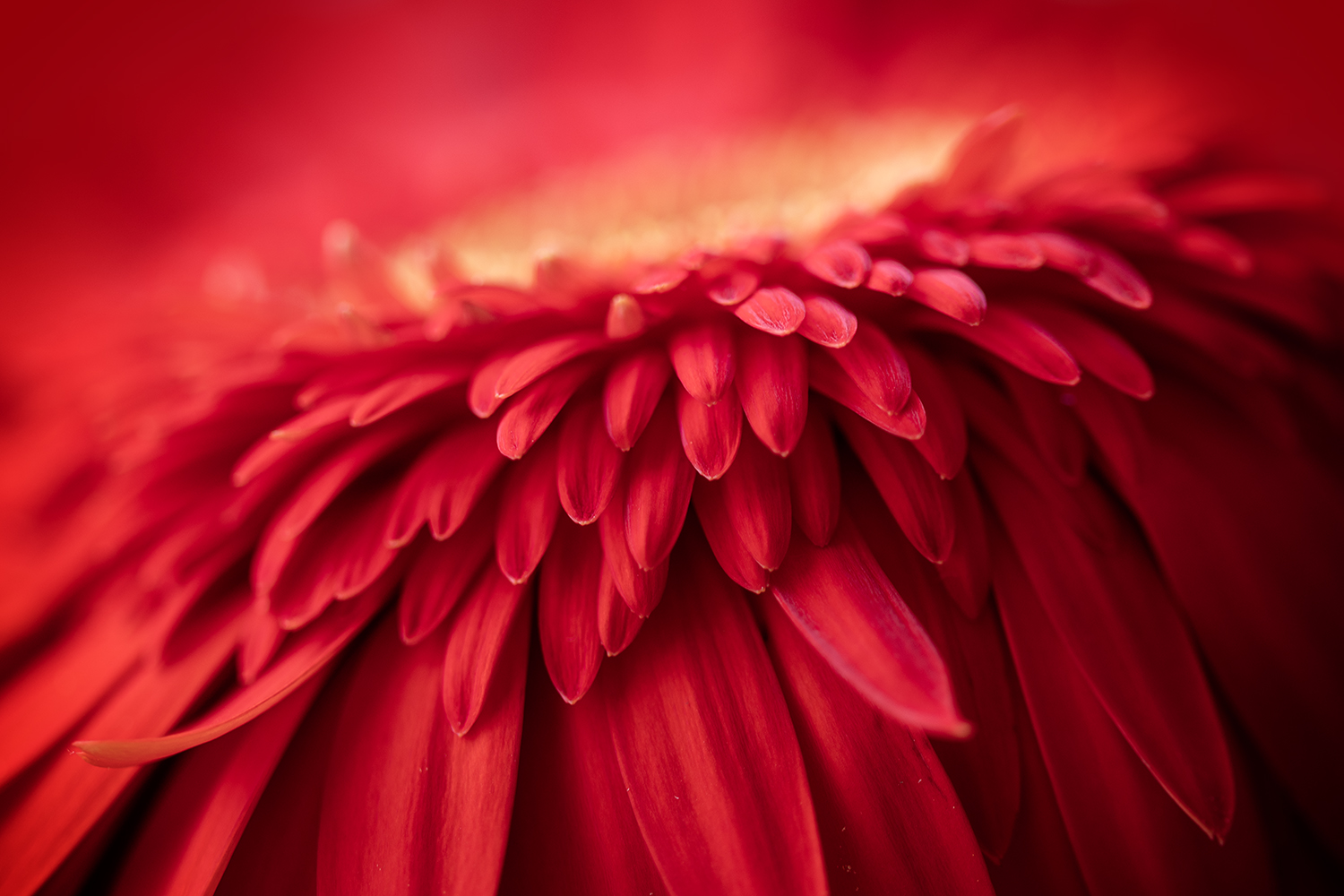 Aurélie Rivière, photographe professionnelle à l'Ile de la Réunion