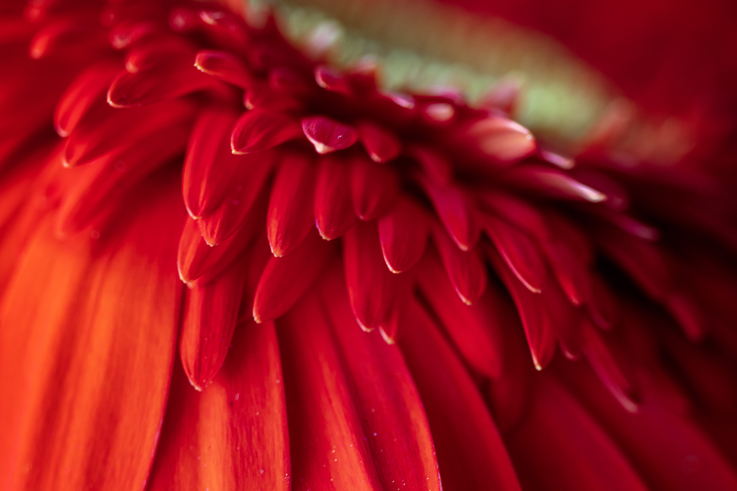 Aurélie Rivière, photographe professionnelle à l'Ile de la Réunion