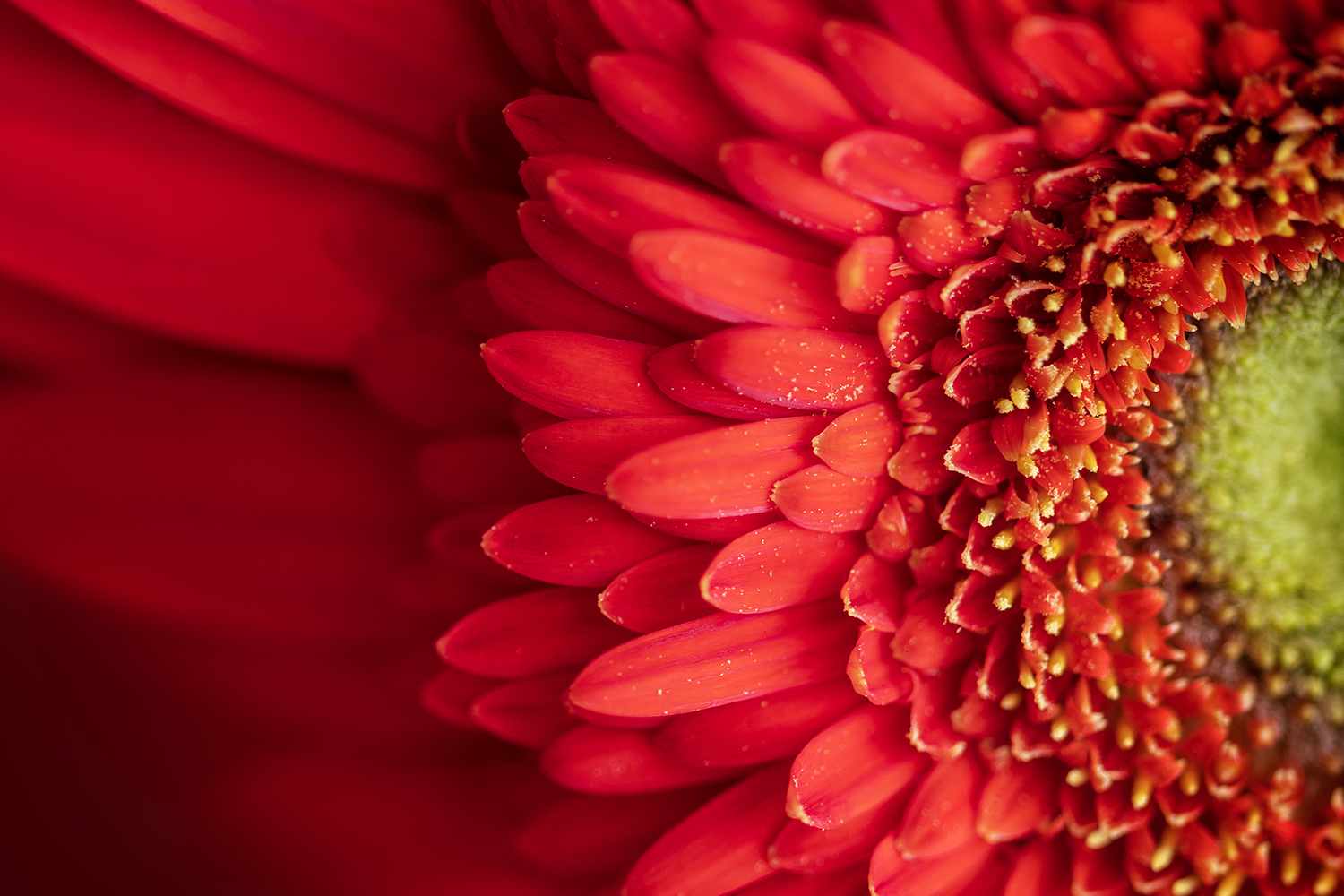 Aurélie Rivière, photographe professionnelle à l'Ile de la Réunion