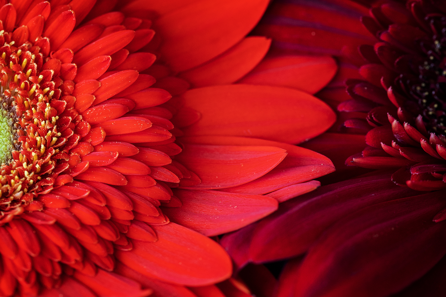 Aurélie Rivière, photographe professionnelle à l'Ile de la Réunion
