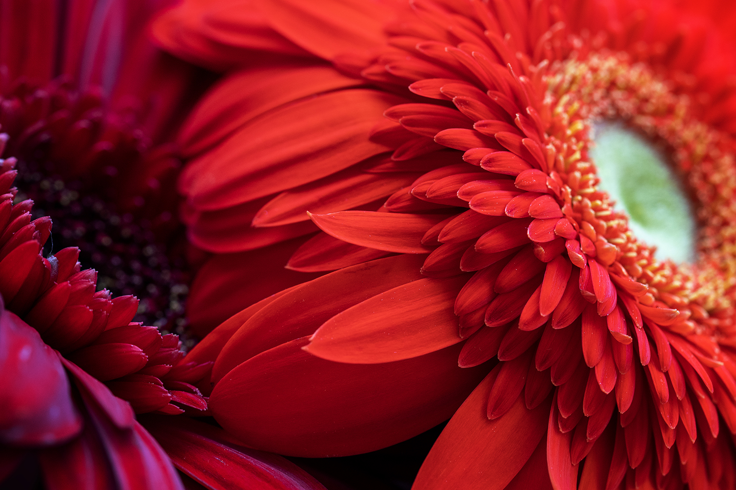 Aurélie Rivière, photographe professionnelle à l'Ile de la Réunion