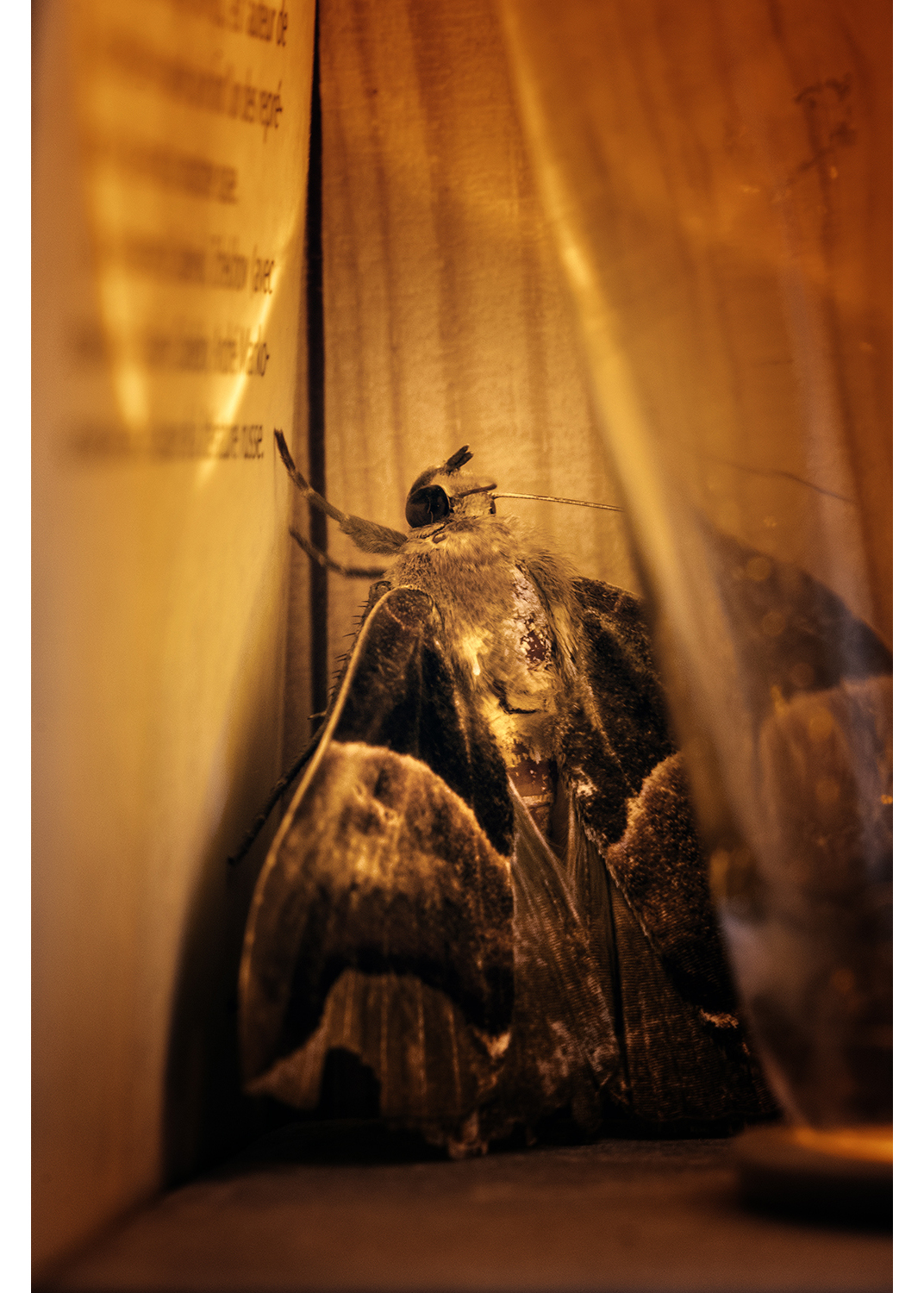 Photographie par Aurélie Rivière, photographe professionnelle à l'Ile de la Réunion