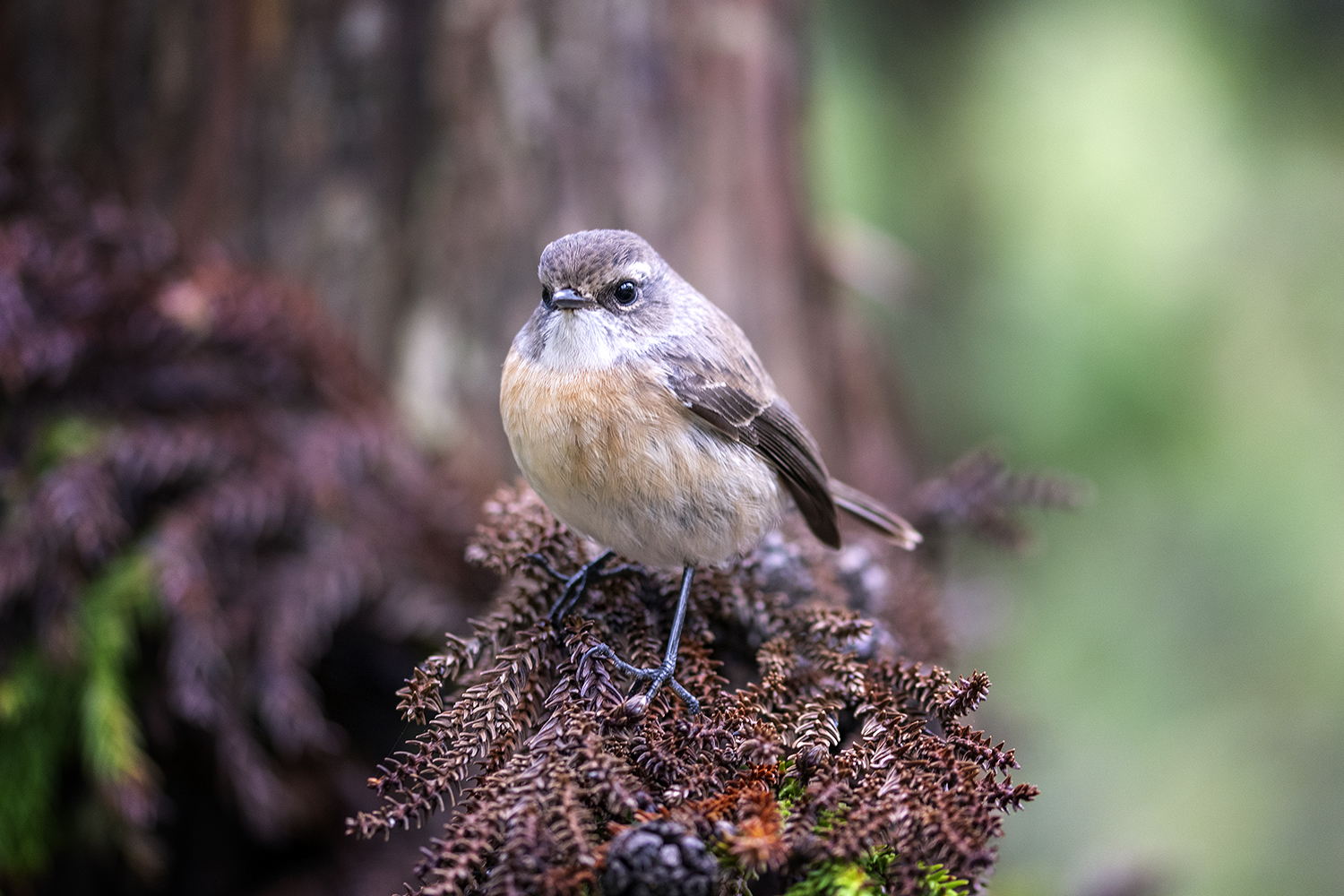 Portrait animaux par Aurélie Rivière, photographe professionnelle à l'Ile de la Réunion