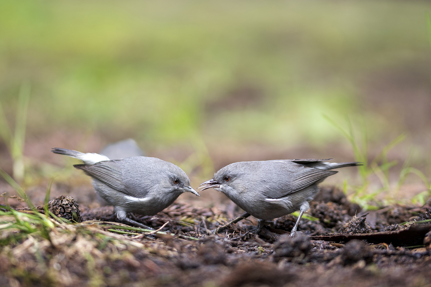 Portrait animaux par Aurélie Rivière, photographe professionnelle à l'Ile de la Réunion