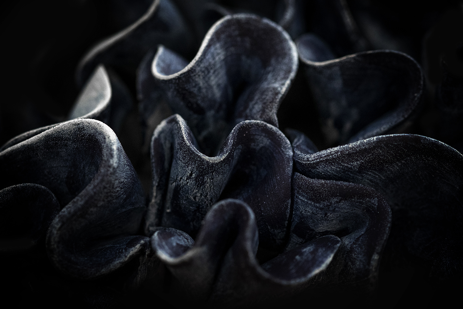 Photographie par Aurélie Rivière, photographe professionnelle à l'Ile de la Réunion