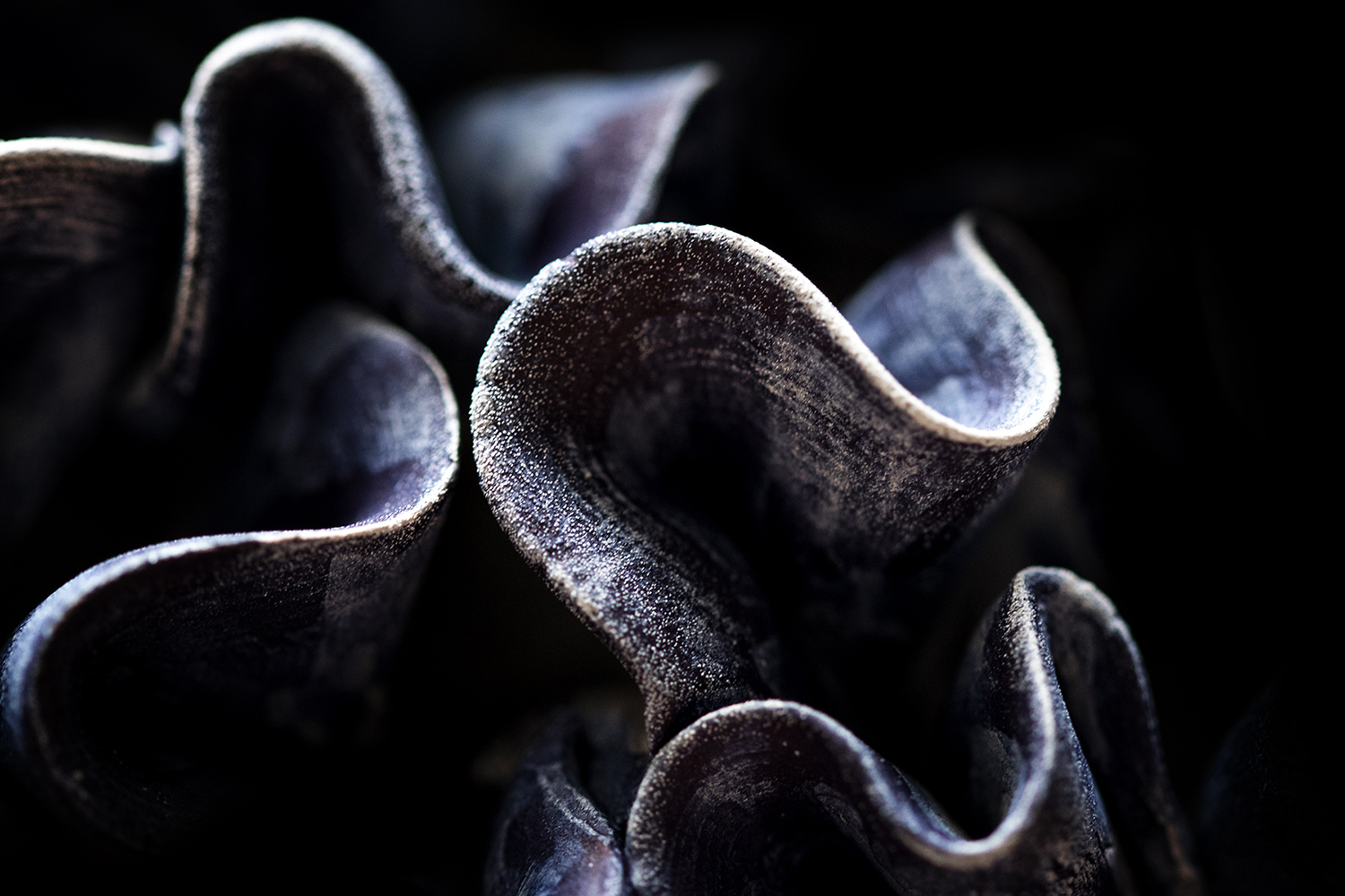Photographie par Aurélie Rivière, photographe professionnelle à l'Ile de la Réunion