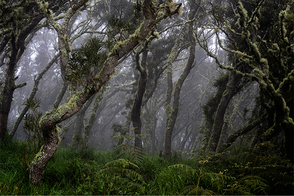 Photographie par Aurélie Rivière, photographe professionnelle à l'Ile de la Réunion