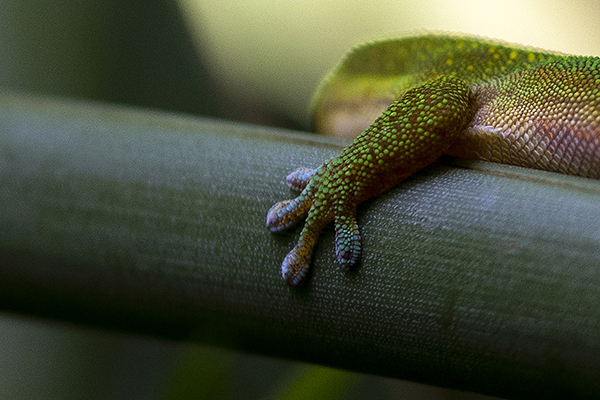 Photographie par Aurélie Rivière, photographe professionnelle à l'Ile de la Réunion