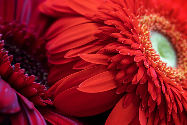 Photographie par Aurélie Rivière, photographe professionnelle à l'Ile de la Réunion