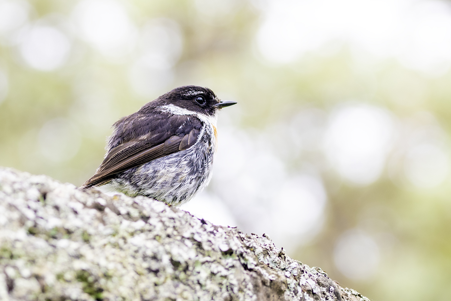 Portrait animaux par Aurélie Rivière, photographe professionnelle à l'Ile de la Réunion