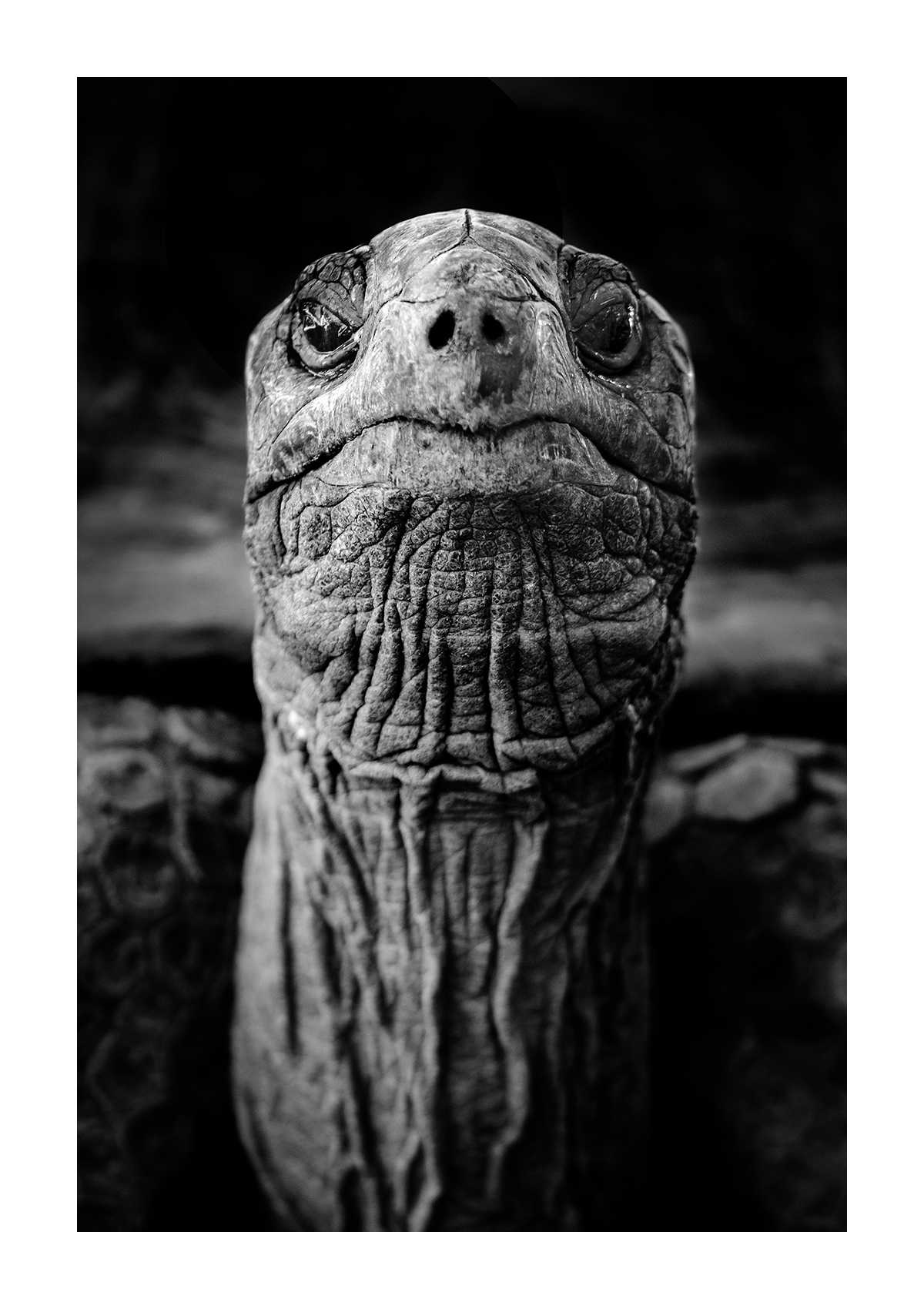 Portrait animaux par Aurélie Rivière, photographe professionnelle à l'Ile de la Réunion